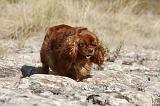 CAVALIER KING CHARLES 058